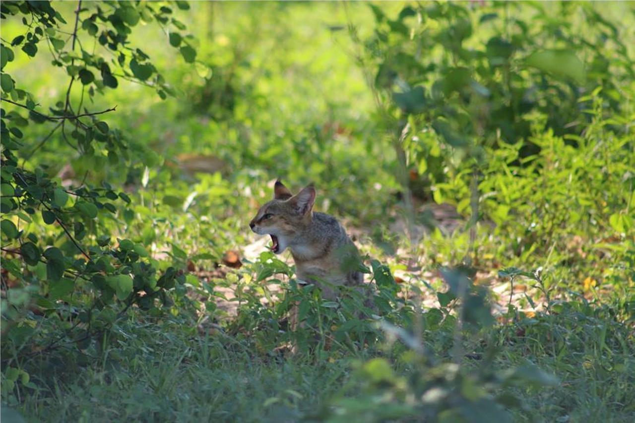 グリーンウッド ウダワラウェ サファリ リゾート エクステリア 写真