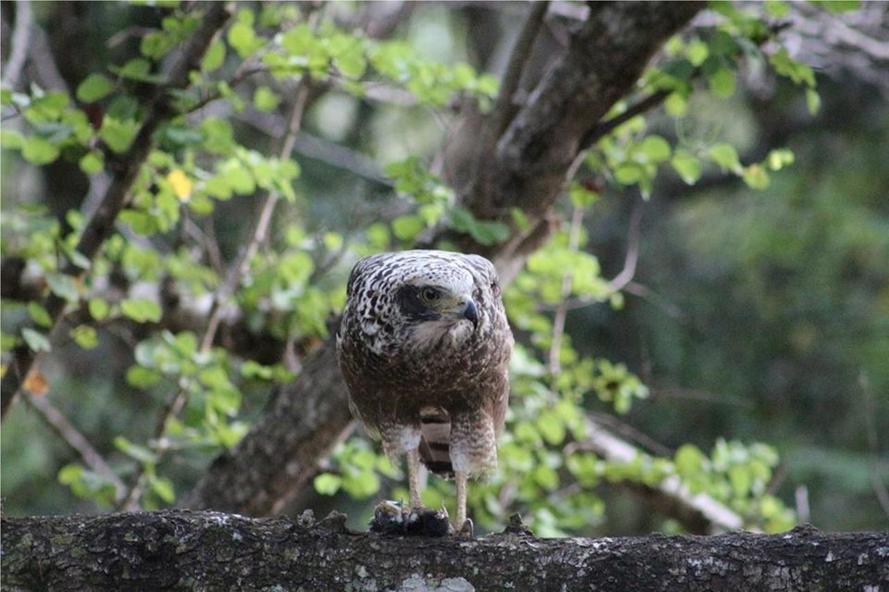 グリーンウッド ウダワラウェ サファリ リゾート エクステリア 写真